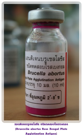 115 rosebengelantigen